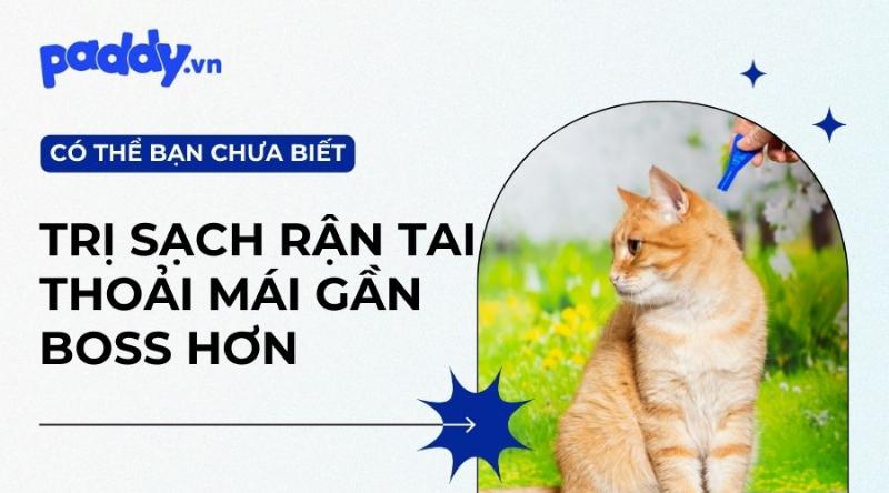 Chủ nuôi dùng xilanh nhỏ cho mèo đực vừa triệt sản uống thuốc, mèo đang đeo vòng chống liếm
